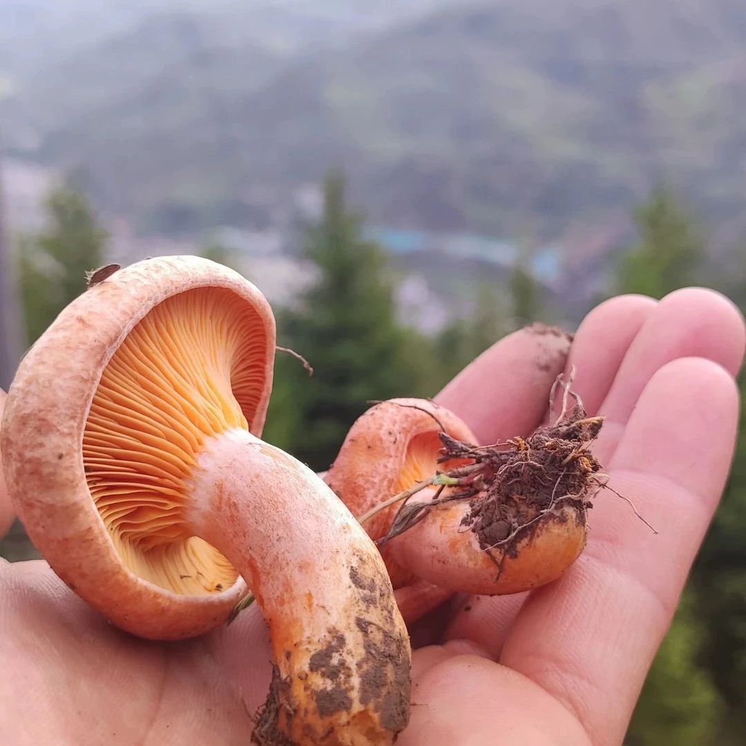 四川新鲜菌野生菌乌枞菌黄树菌重阳菌寒菌松菌三九菇枞树菌铜绿菌