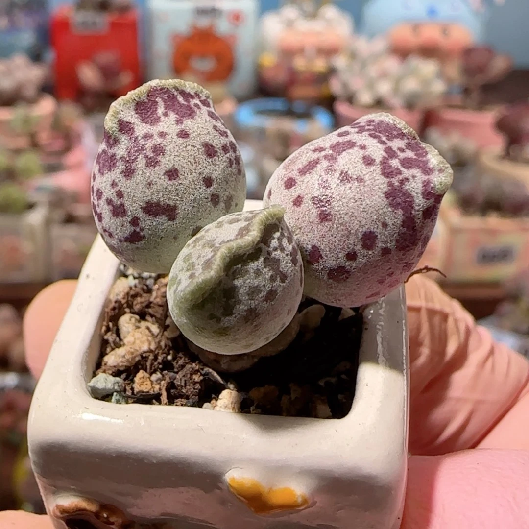 可爱胖粉丸 盆口2cm