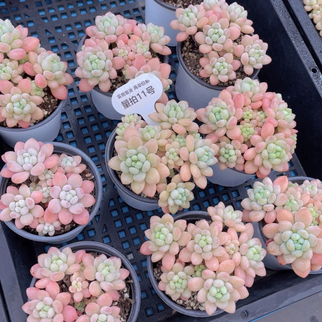 量拍 11号鱼子酱多头老桩大群生一个