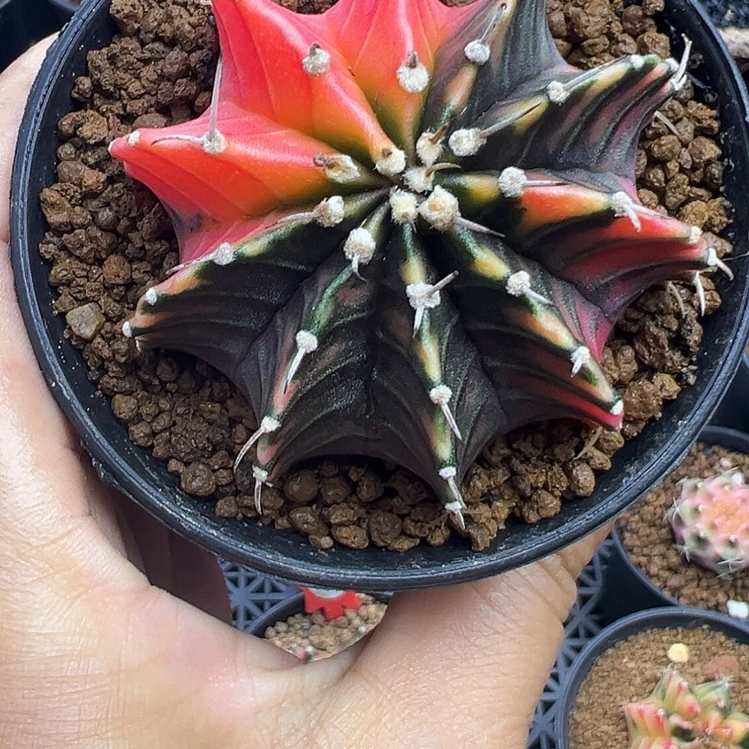 1-102肋骨锦带盆土发货5.6厘米