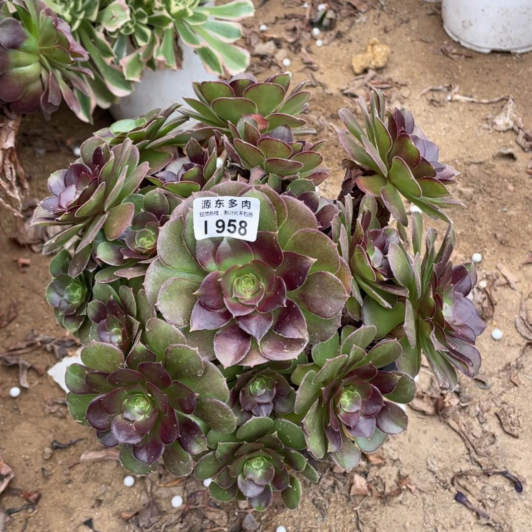 958荷兰多肉法师断枝不包