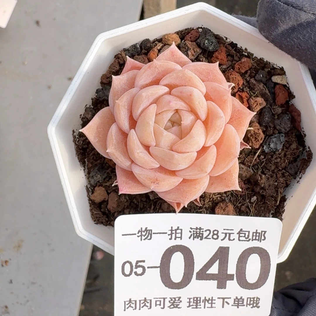 纯爱无盆土发货无