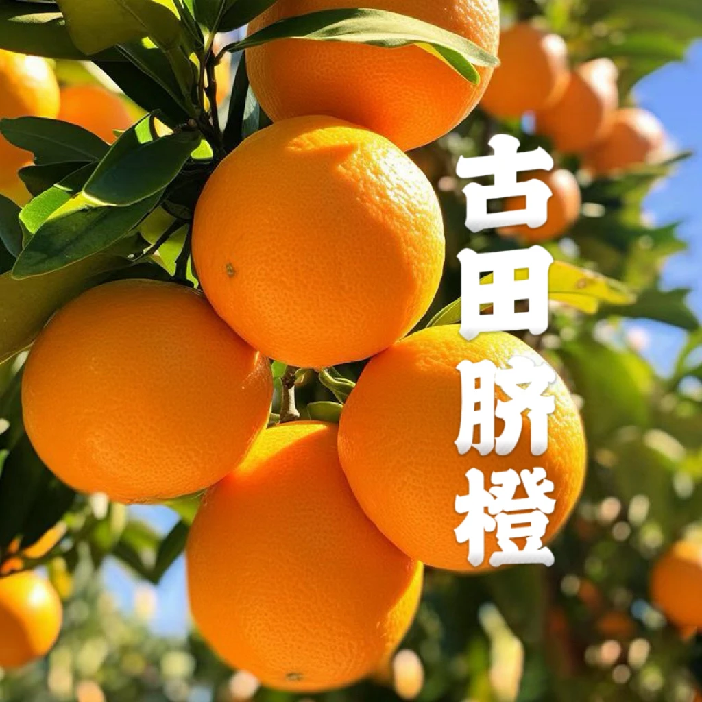 【十斤装】福建古田脐橙果农现摘直发新鲜应季水果橙子香甜无籽爆汁