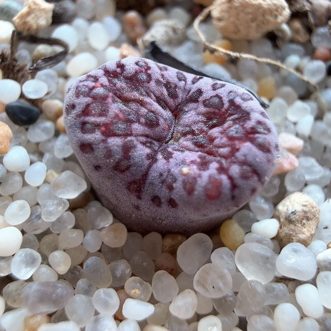 1.19.119/马克李子单头