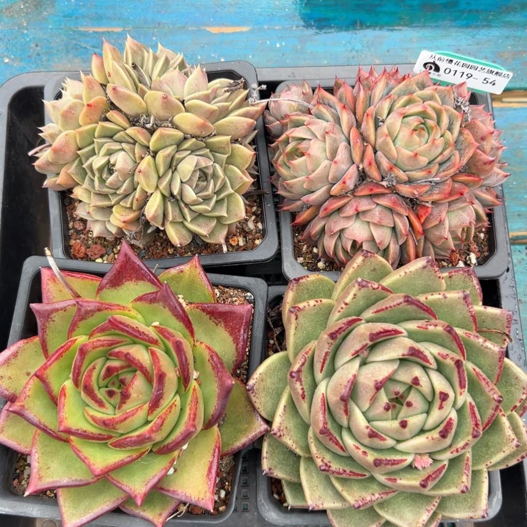 多肉一物一拍0119-54