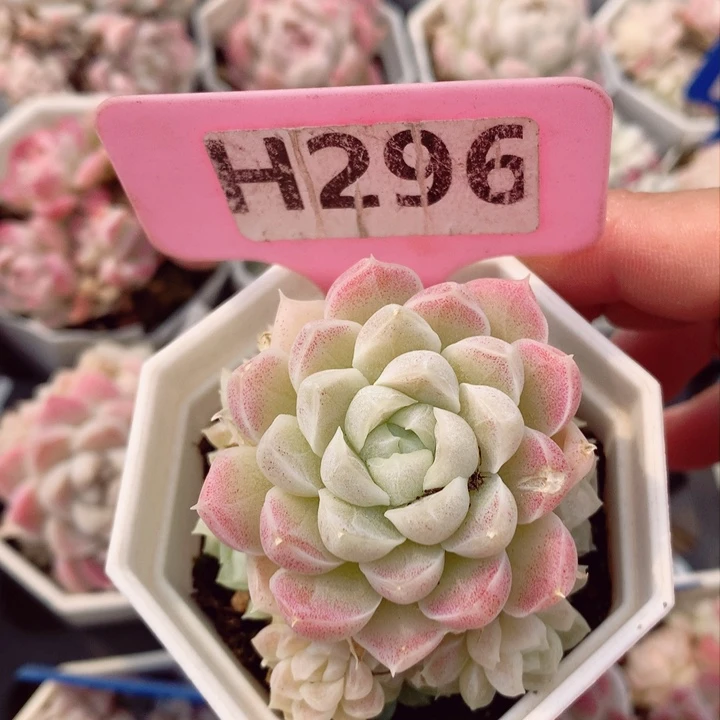 福利款多肉植物6cm不包整群