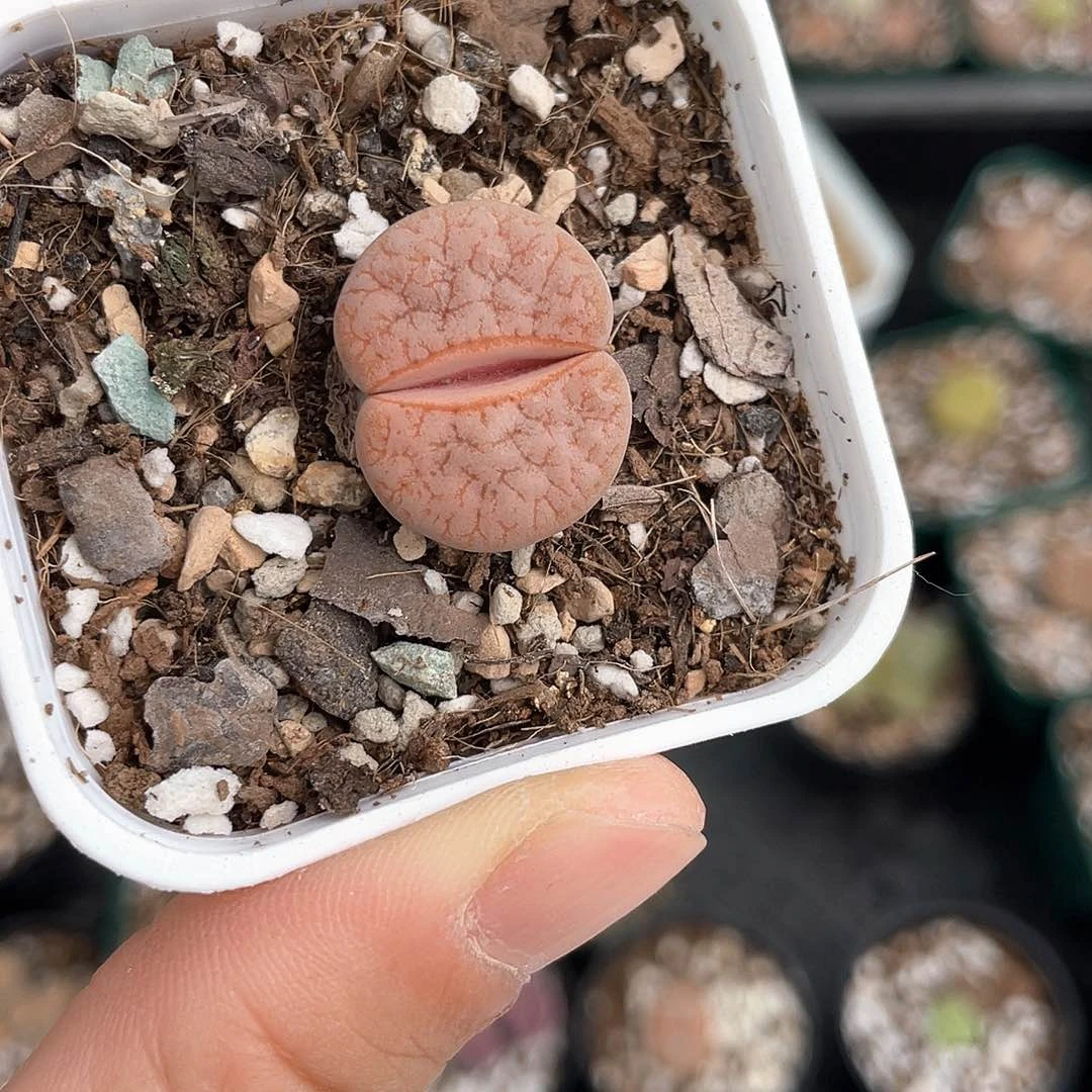 2765大棚清仓甩卖了