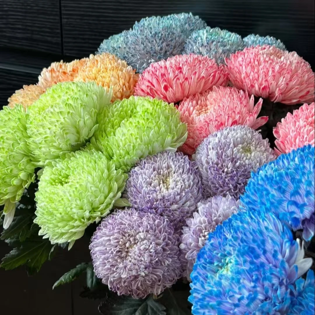 【pp牡丹菊5支】云南鲜花基地直发
