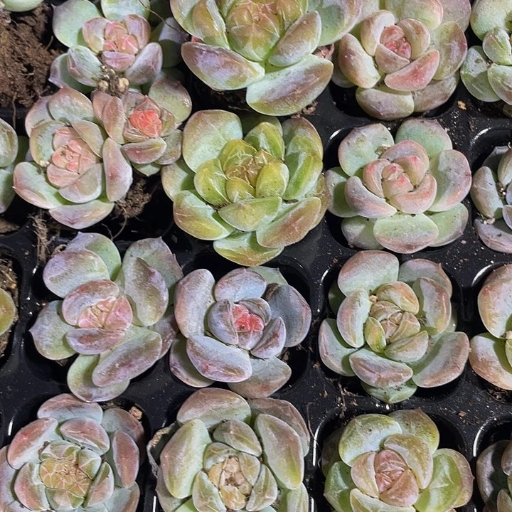 小雪花琥珀糖心2.8带土发货