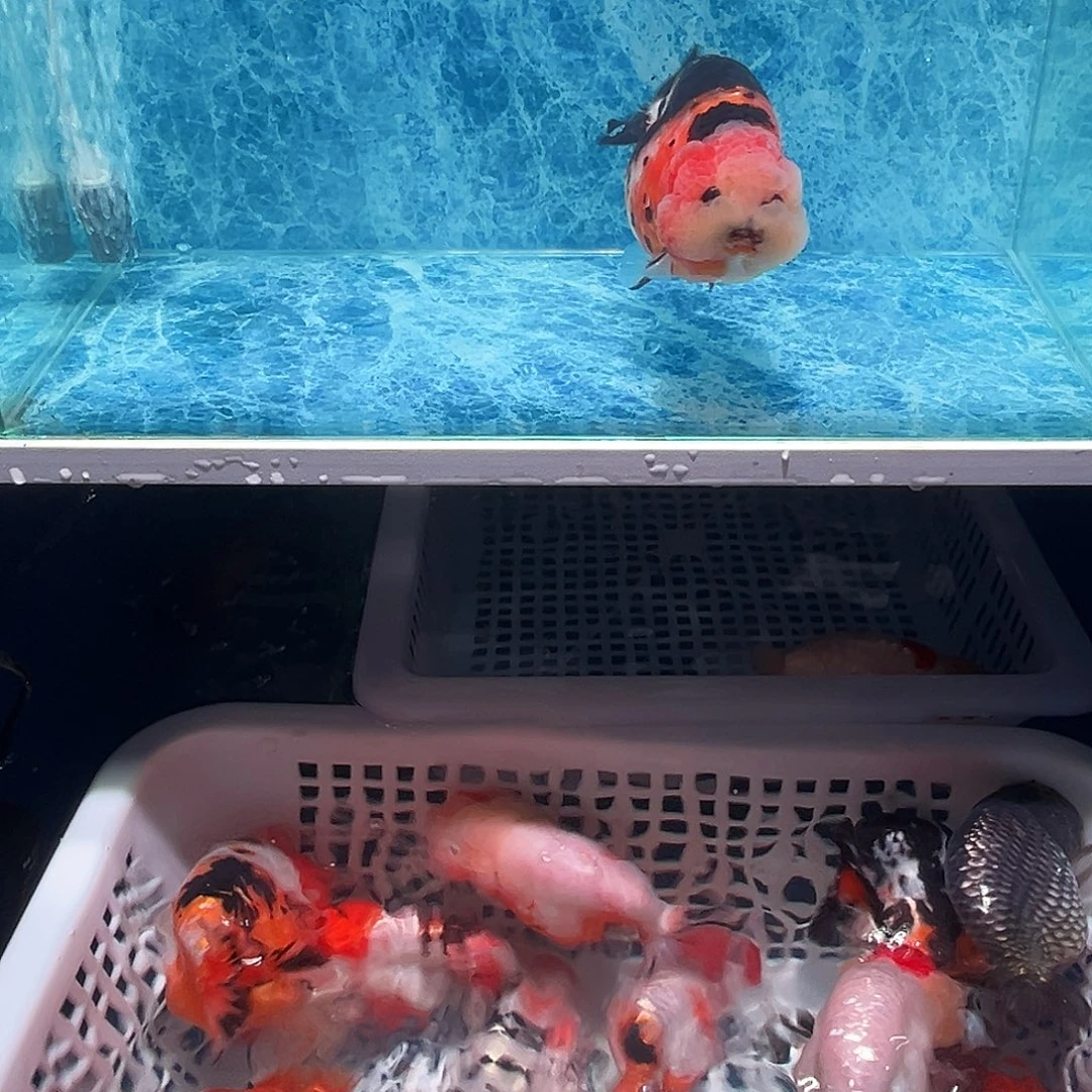 金鱼可爱兰寿奶花