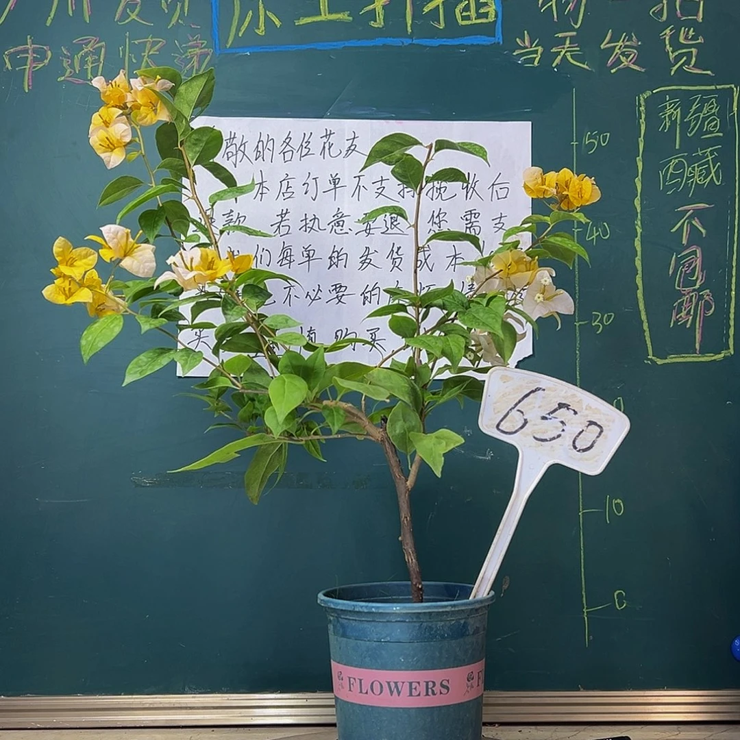 当前无花栽培后可以开花黄女郎650