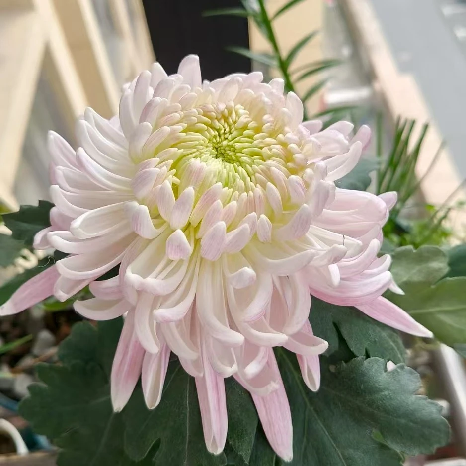 【花苞发货】[国华加奈]九月菊花苗大型花好养护简单耐寒耐旱