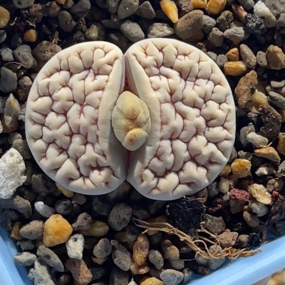 2430白底连纹1891粗纹脑纹