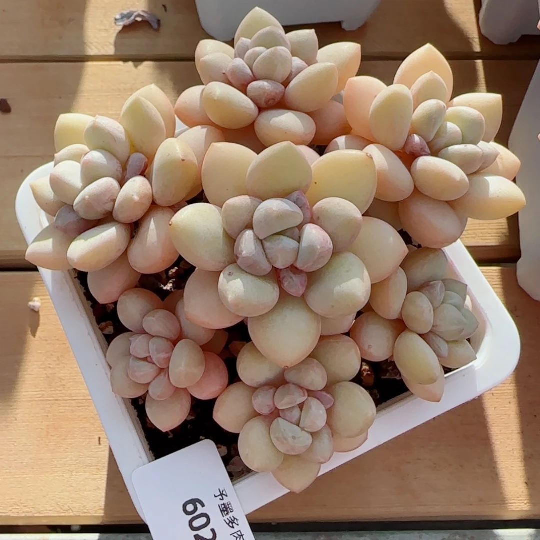 过***去泡泡糖无砍，6026多肉植物