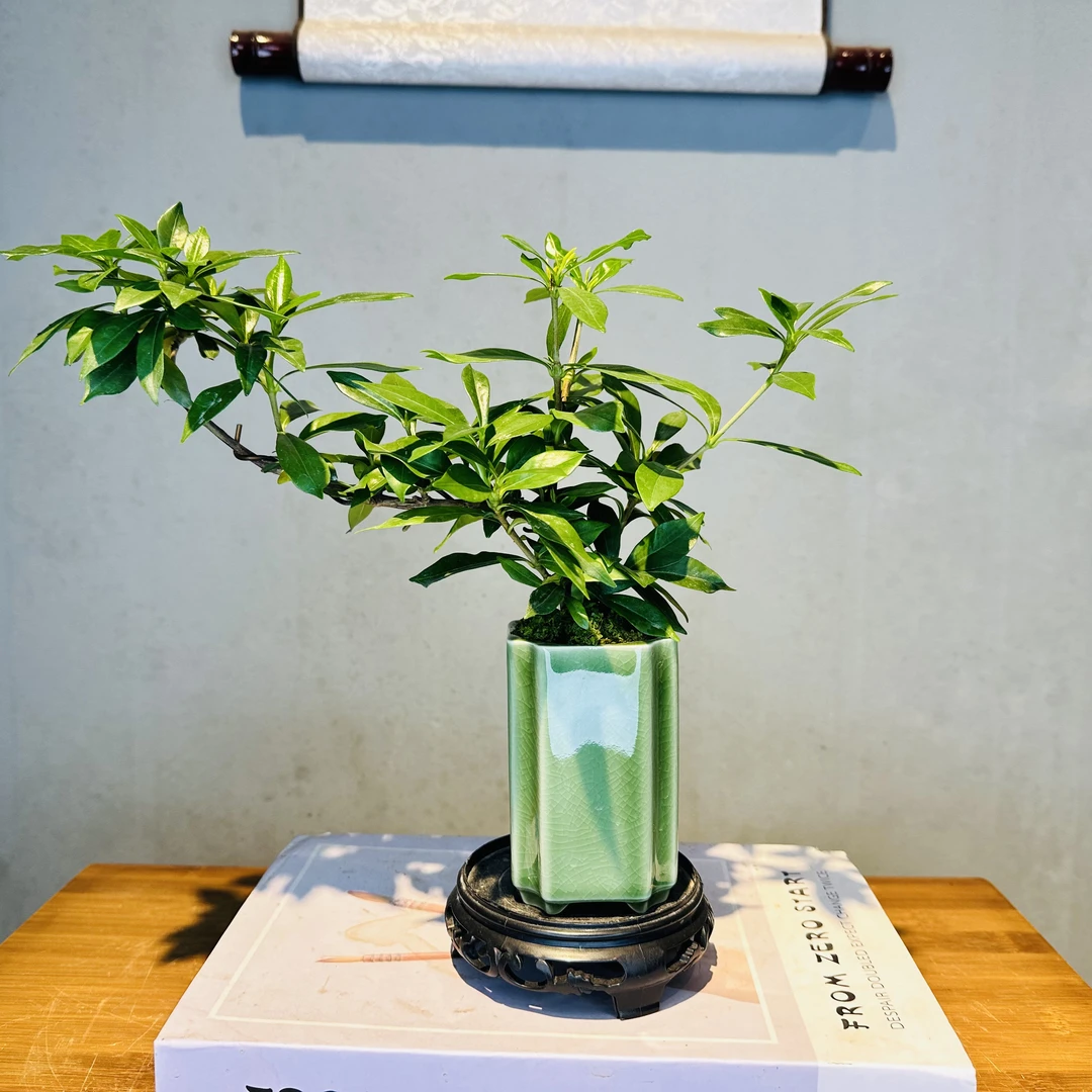 飘枝栀子花+绿色冰裂小陶罐+接水盘