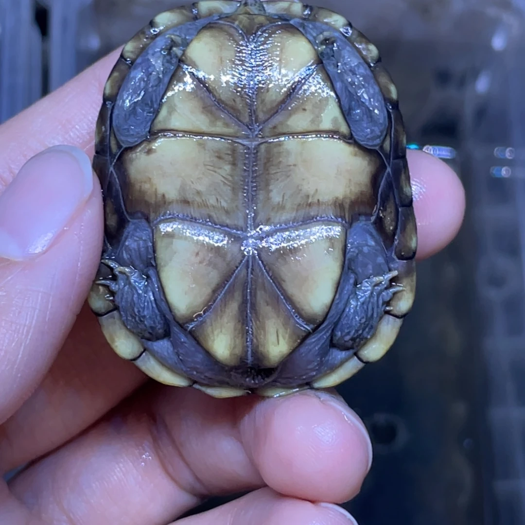 神***扬蛋龟不分公母头盔头盔头盔头盔