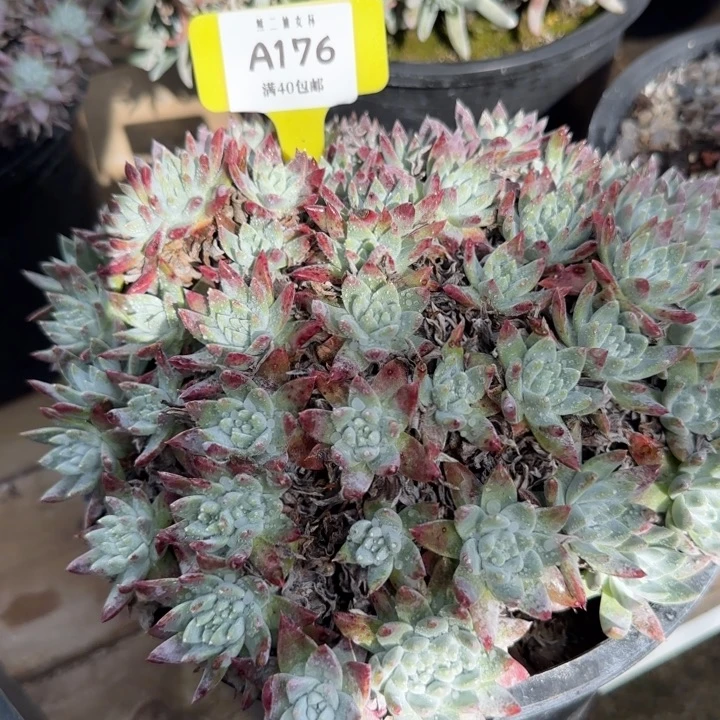 *****多肉植物仙女杯A176