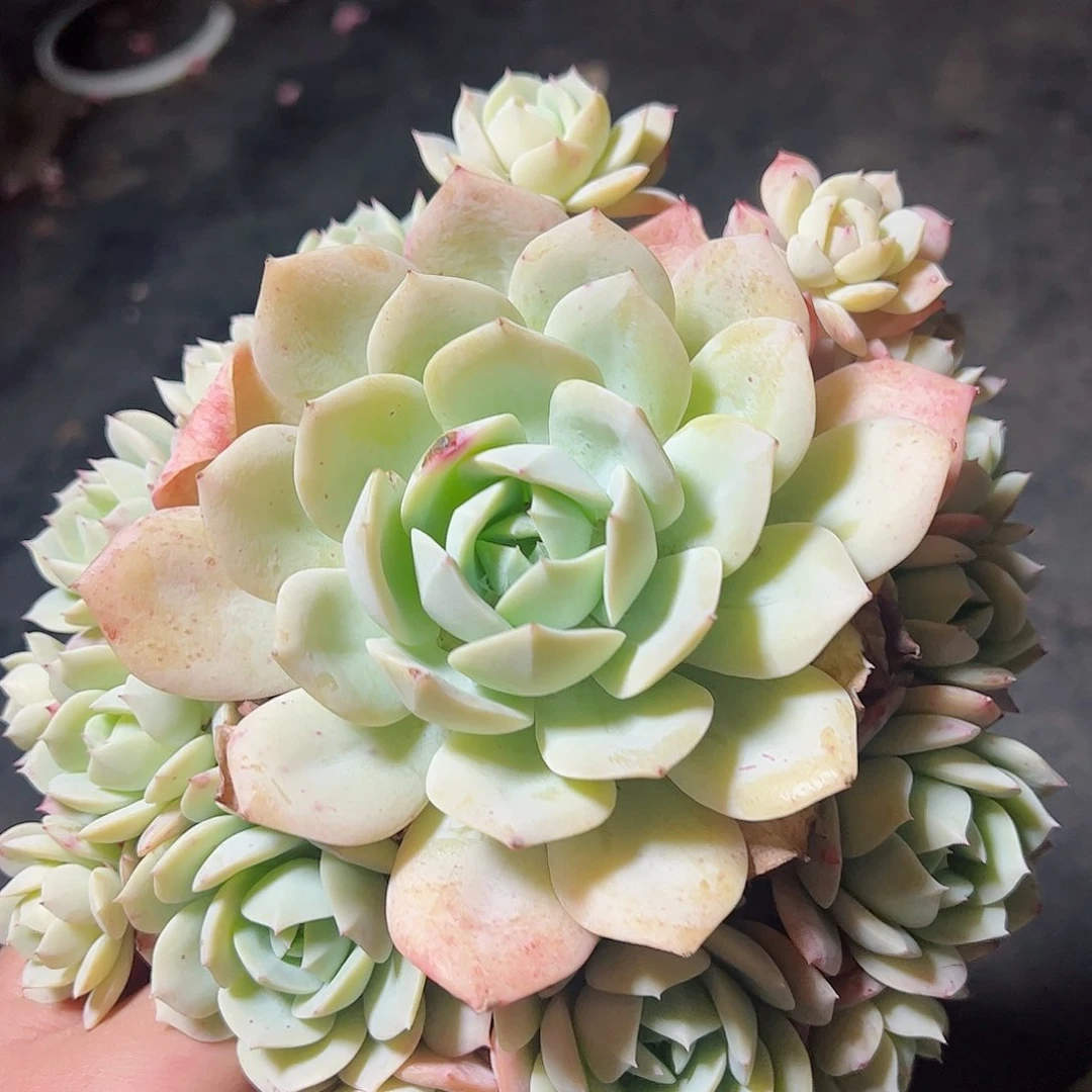 韩国恋曲单头带手捧