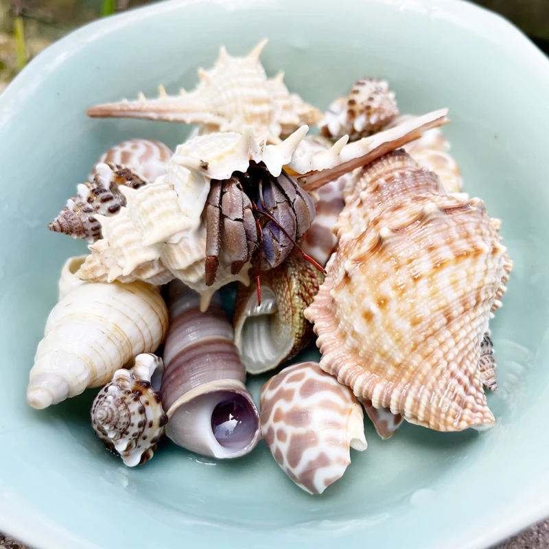 奕奕萌宠陆生寄居蟹原生替换壳小中大组合装水族造景海天然螺壳