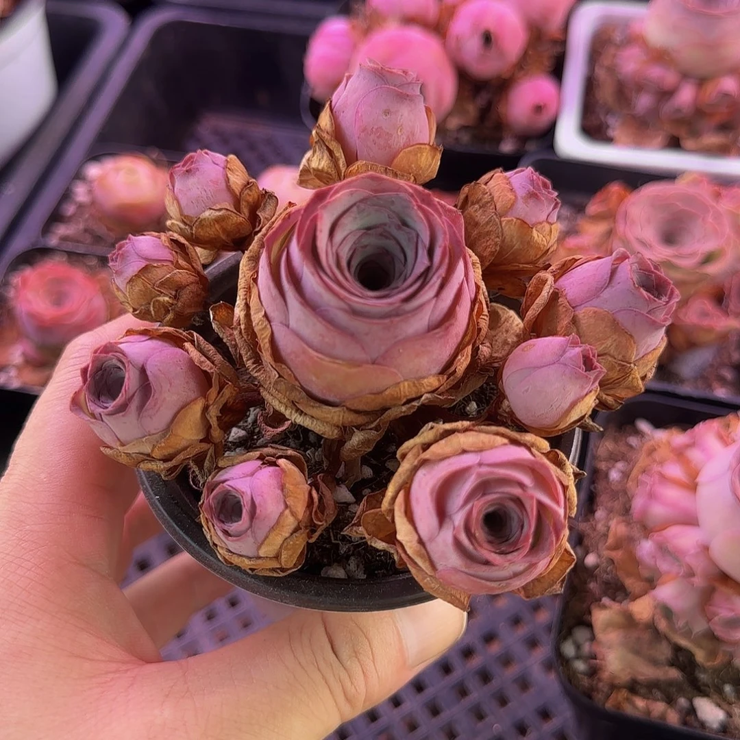 花烛夜 玻璃心慎拍 非偏远包邮