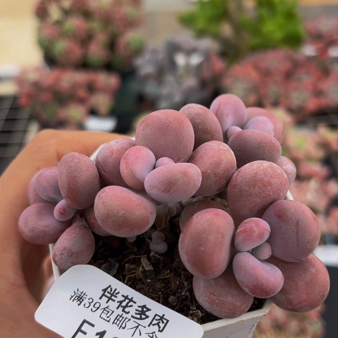 192-腰子桃蛋多肉5cm