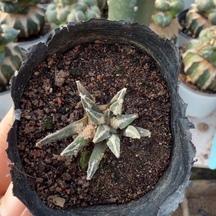 无花朵854实生黑牡丹