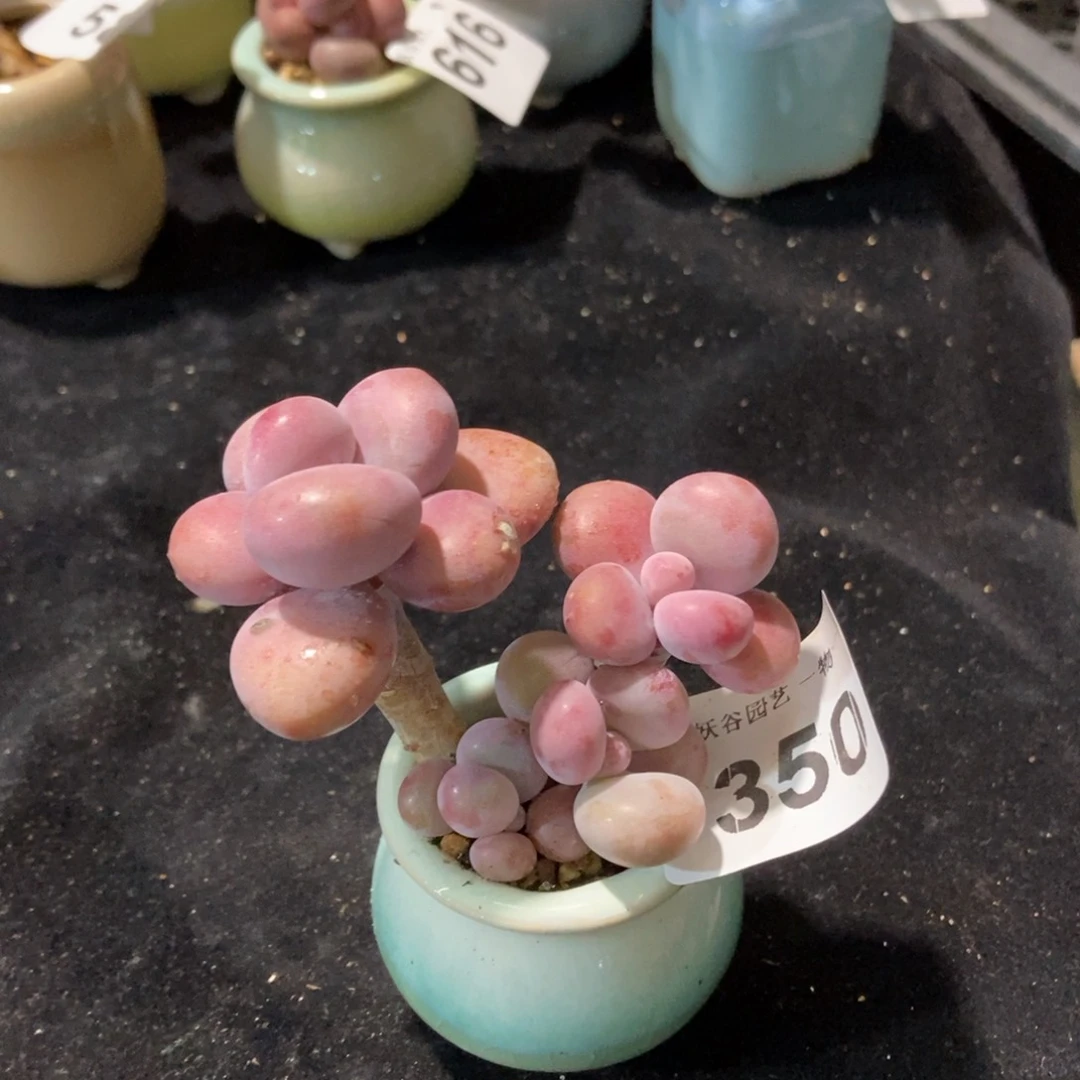 350糖果腰子蛋带盆土