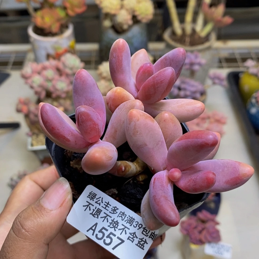 557糖果美人多肉有砍