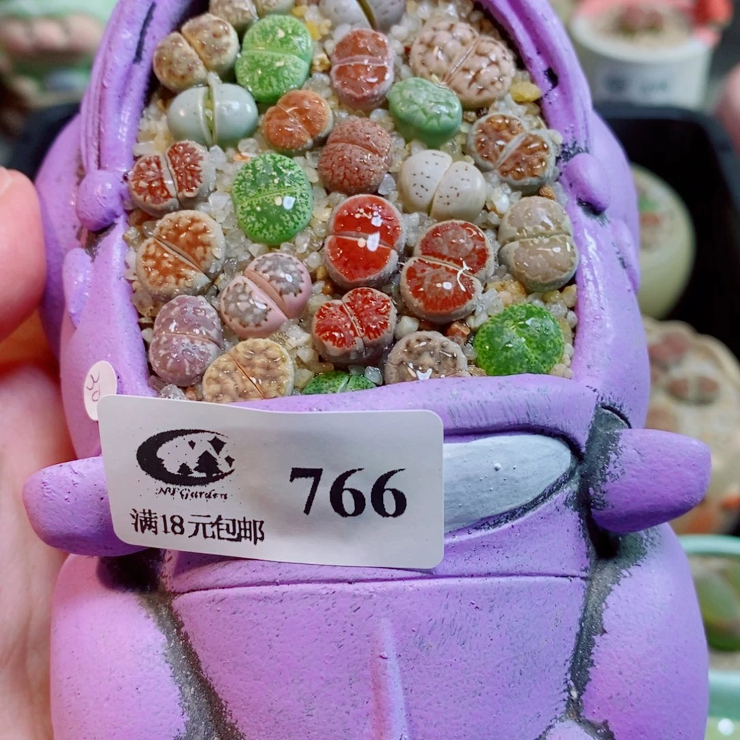 生石花花花花开了766