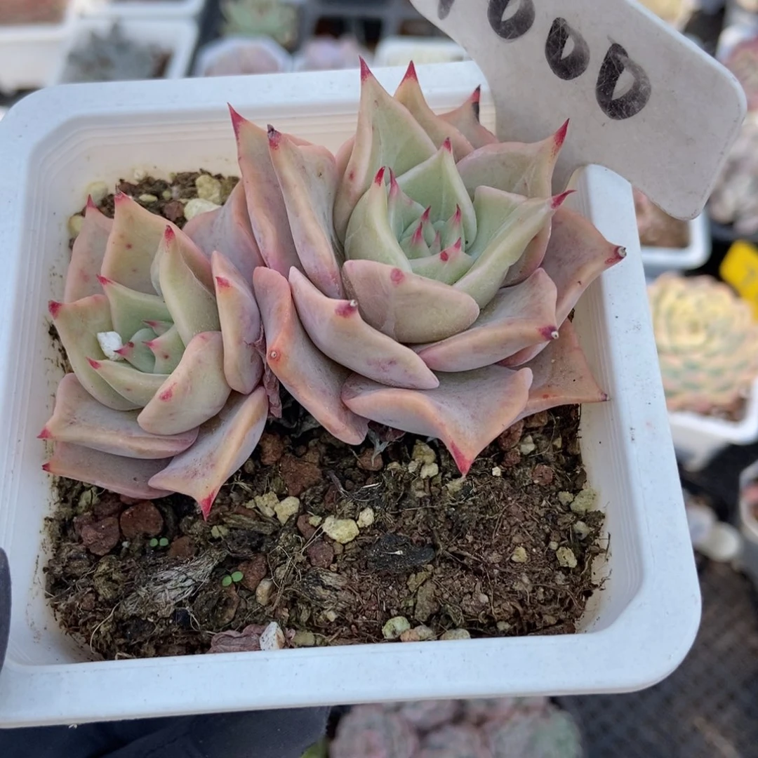 1000饺子皮多肉植物