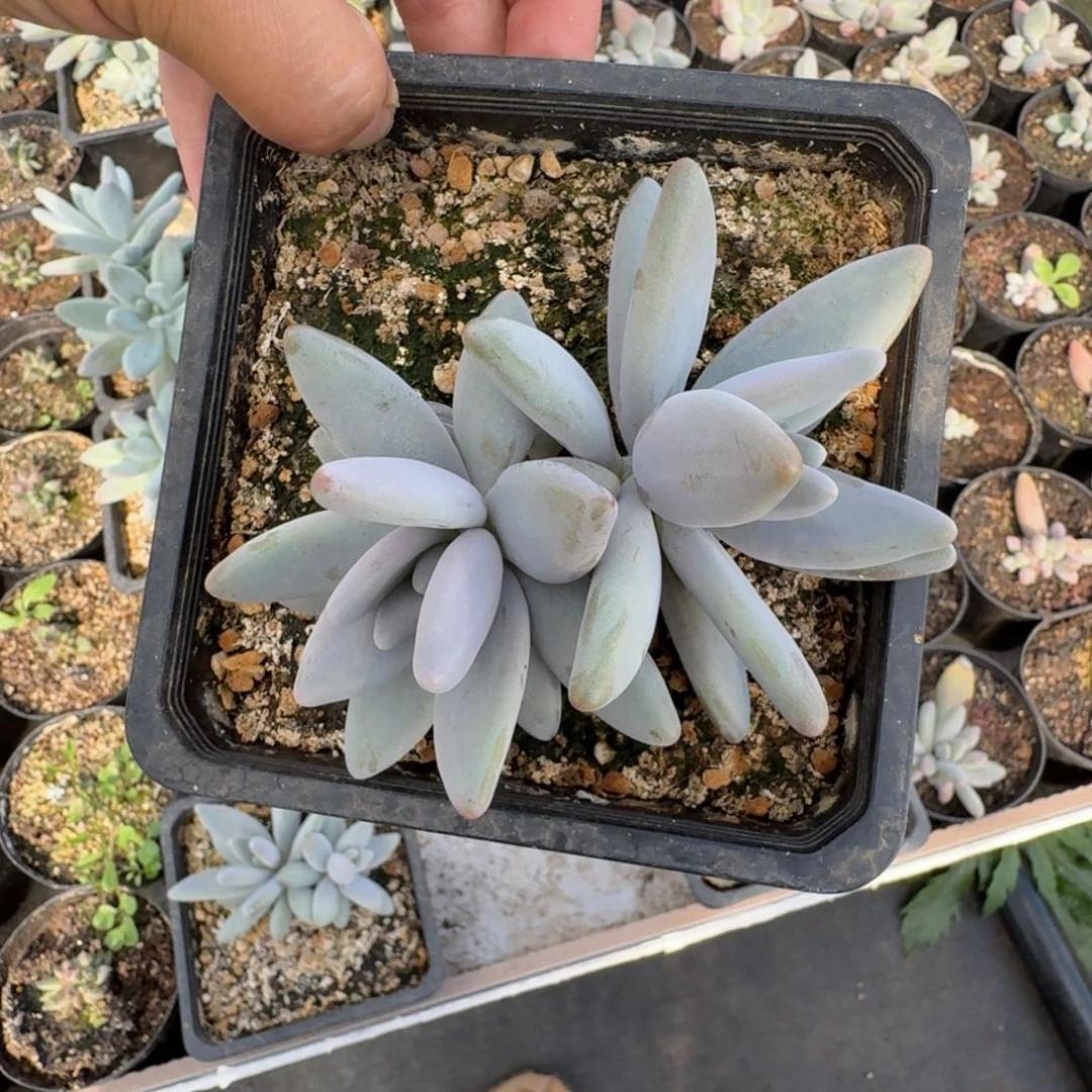 企鹅 双头 一物一拍