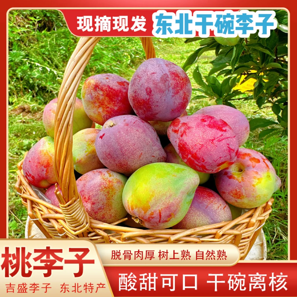 东北干碗李子 吉盛桃李子 新鲜现摘现发3斤5斤包邮
