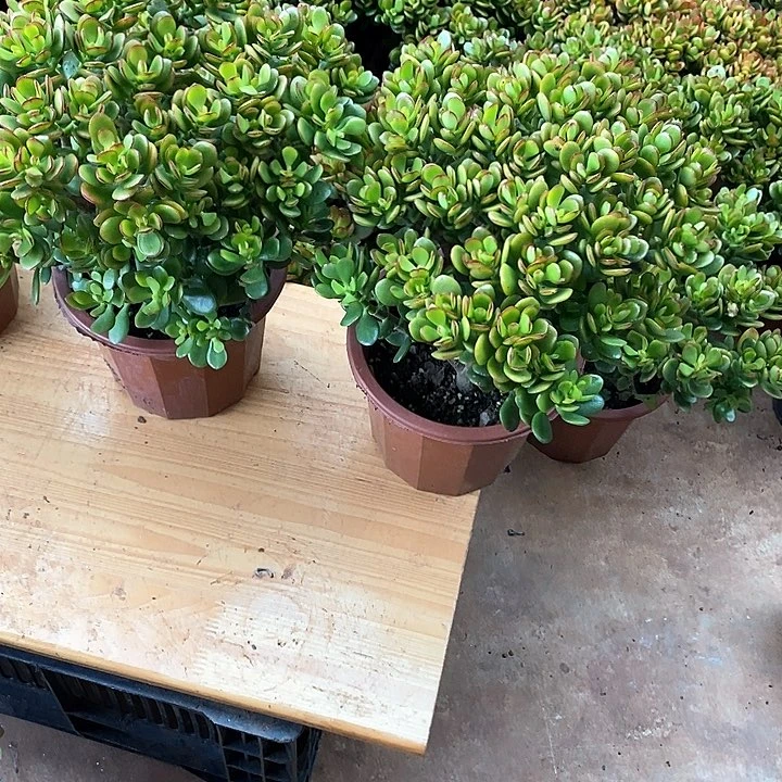 中棵摇钱树多肉植物脱盆土发货