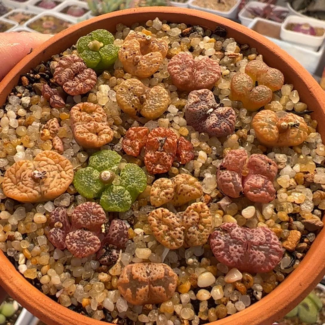 045多肉植物组合