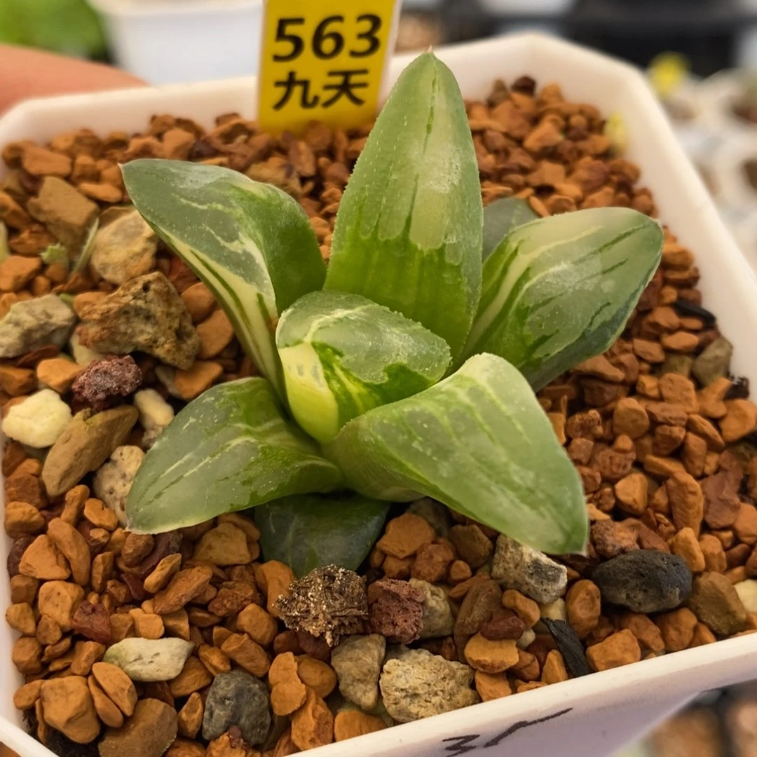 563号冰城锦多肉植物