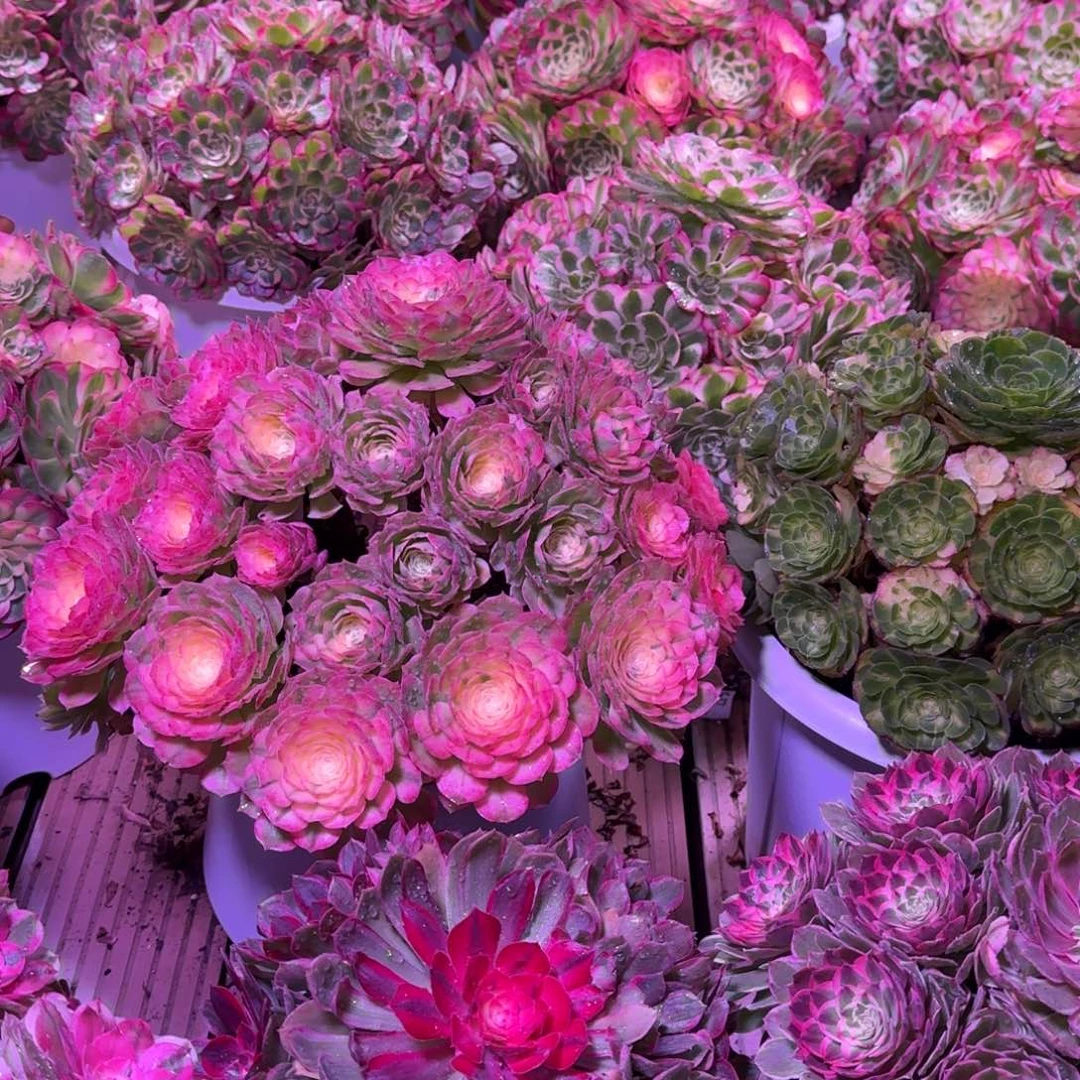 琳***酱多肉植物法师13妹福利