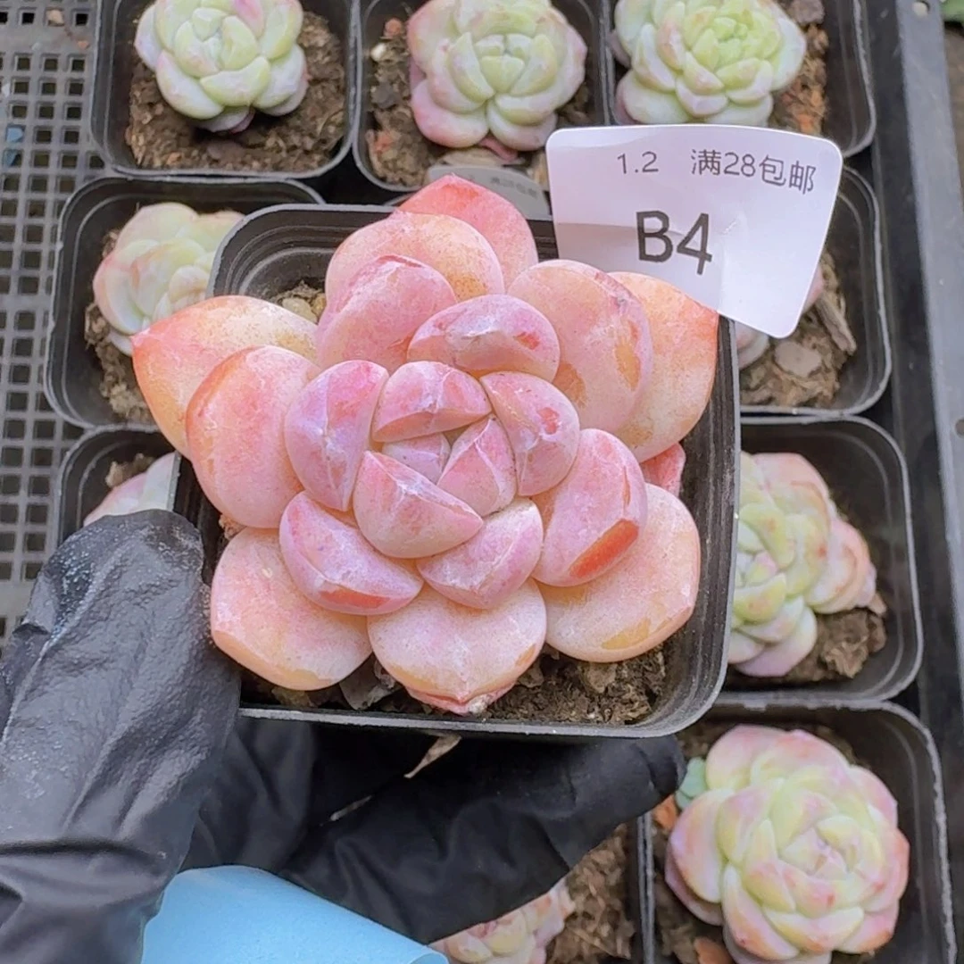 冰玉变异石化一颗带盆