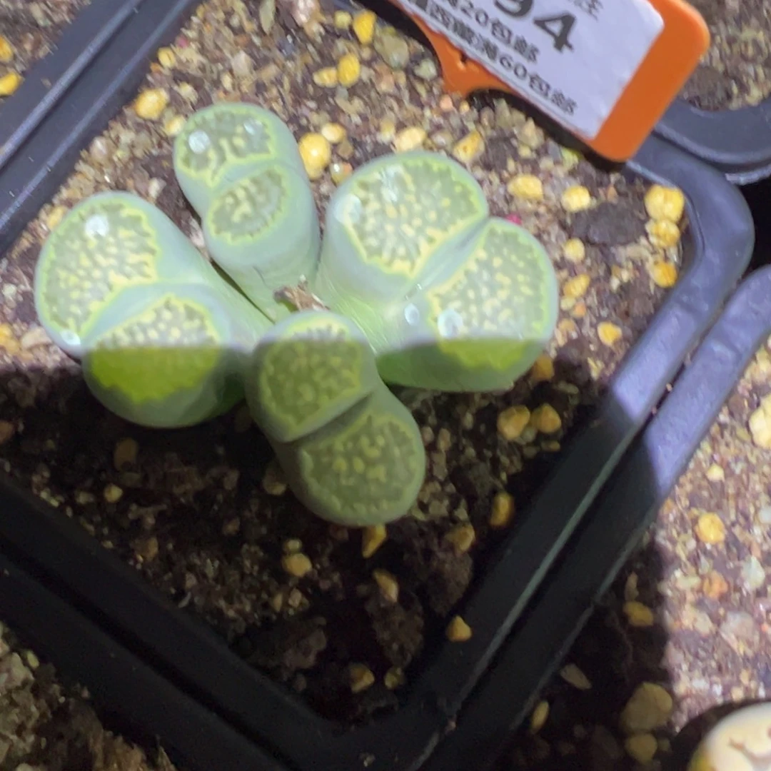 994 没根，脱土发，