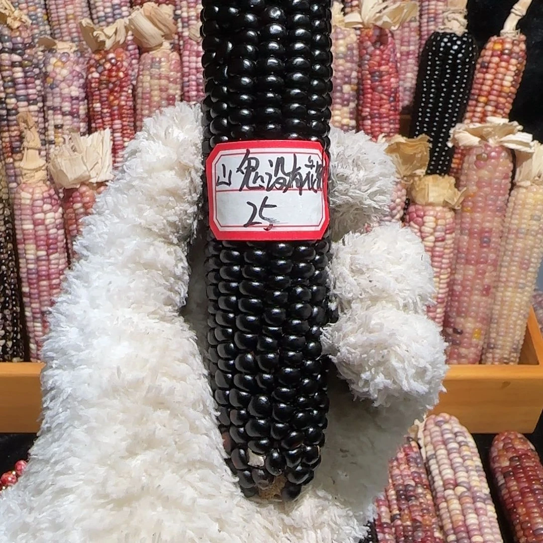 文玩玉米一物一拍