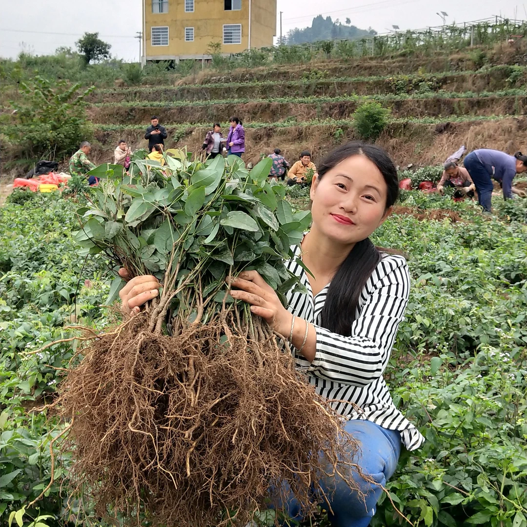 少籽紫果八月瓜苗种植一年第二年挂果