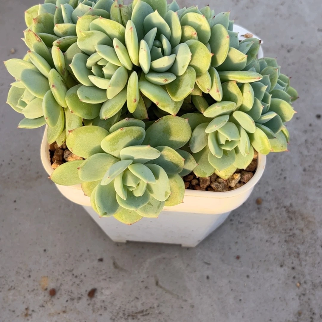 宋***你11.7-7恋曲缀化111111111111