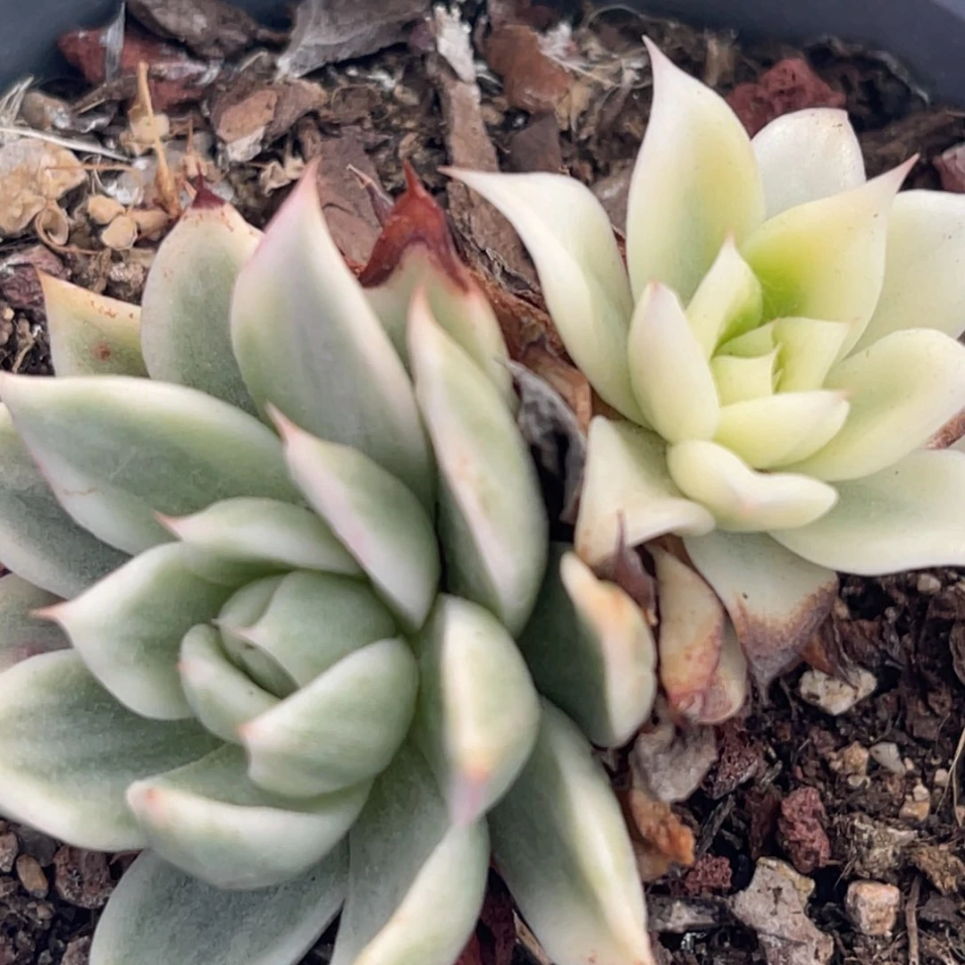 ?****～尚品特价蝴蝶飞锦