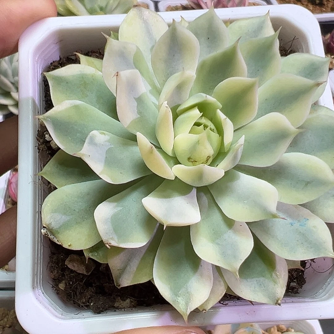 风声锦多肉植物白白
