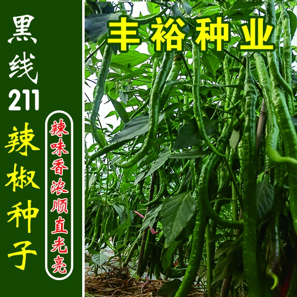 黑线211 厂家直销 黑线种子 三号种子 顺直光亮 抗病性好辣椒种子