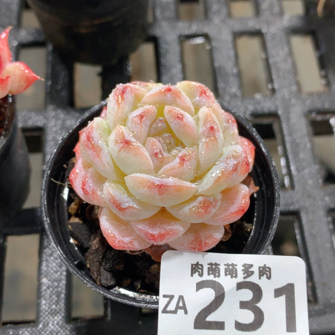 肉萌萌拇指盆精控多肉ZA231