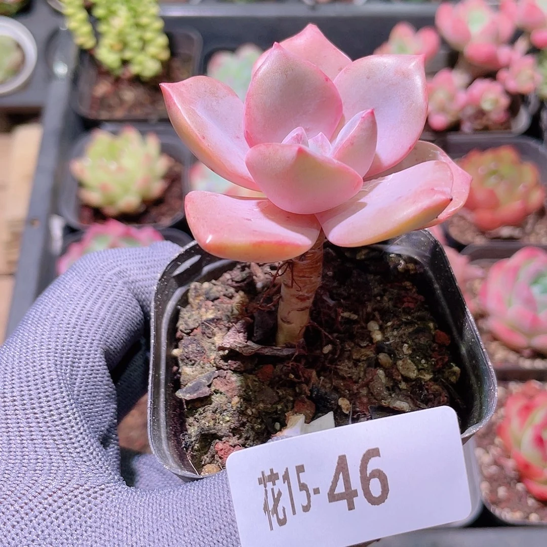 花利美15-46彩虹糖