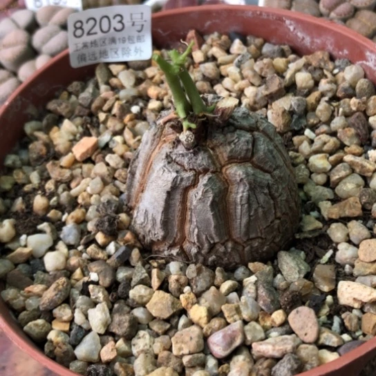 8203，如图一物一拍