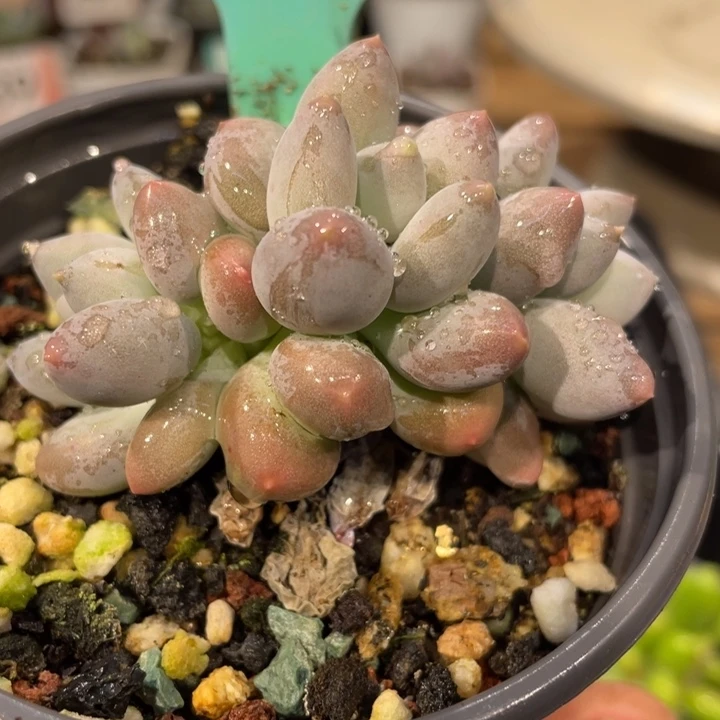 日月星辰383号的啊啊多肉啊