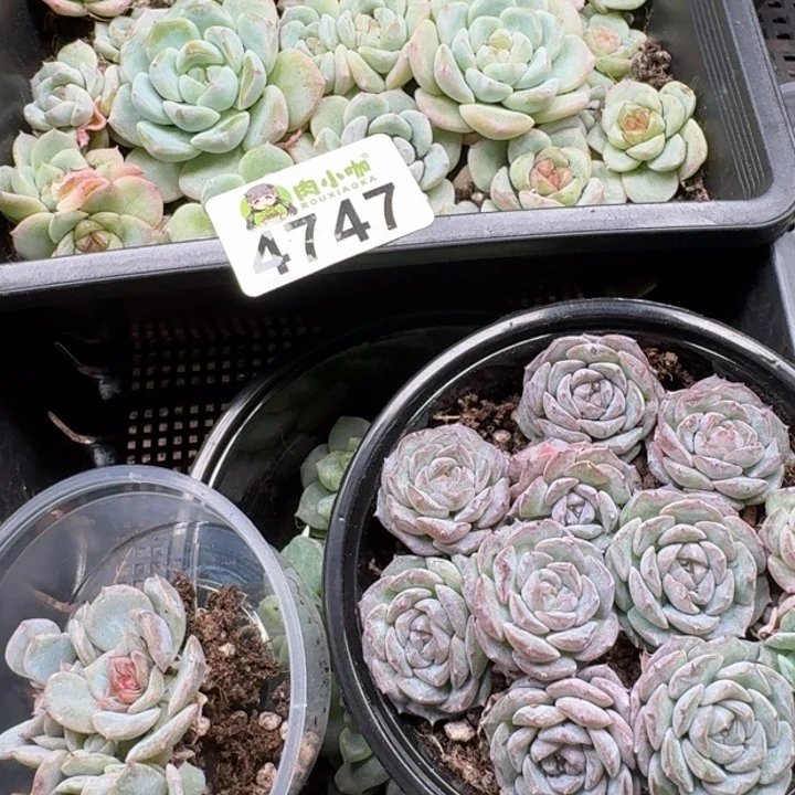 今***丶多肉植物多肉植物