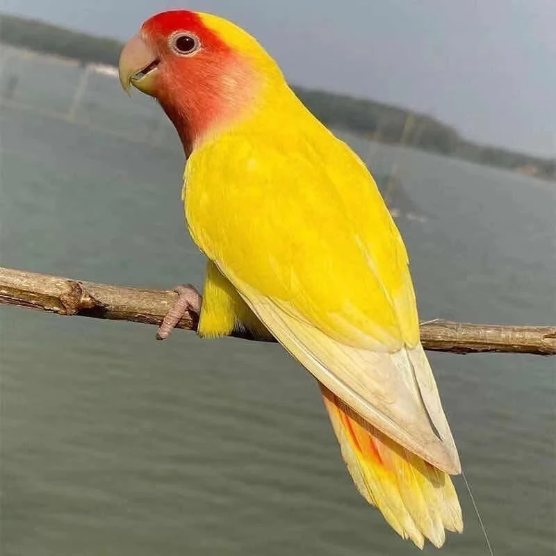 【改价链接】桃脸活鸟黄桃绿桃特色牡丹鹦鹉亲人宠物鸟可驯养